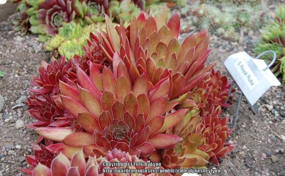 Photo of Hen and Chicks (Sempervivum 'Royal Ruby') uploaded by valleylynn
