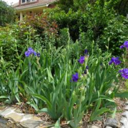 Corner Iris Garden Is Easy To Make