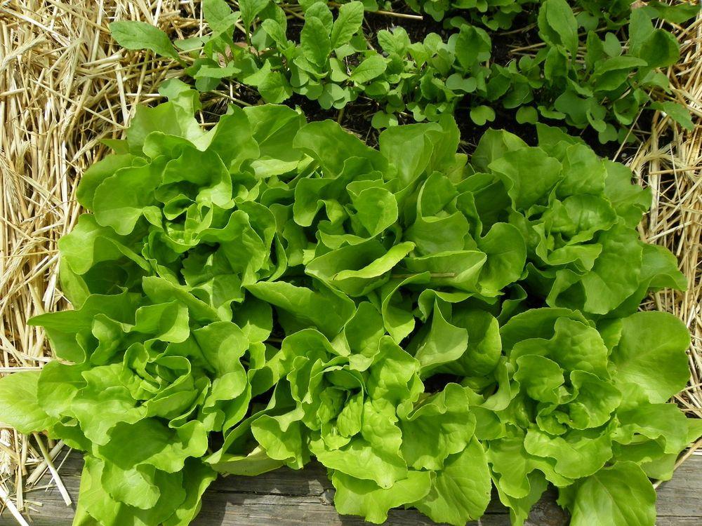 Photo of Lettuces (Lactuca sativa) uploaded by Newyorkrita