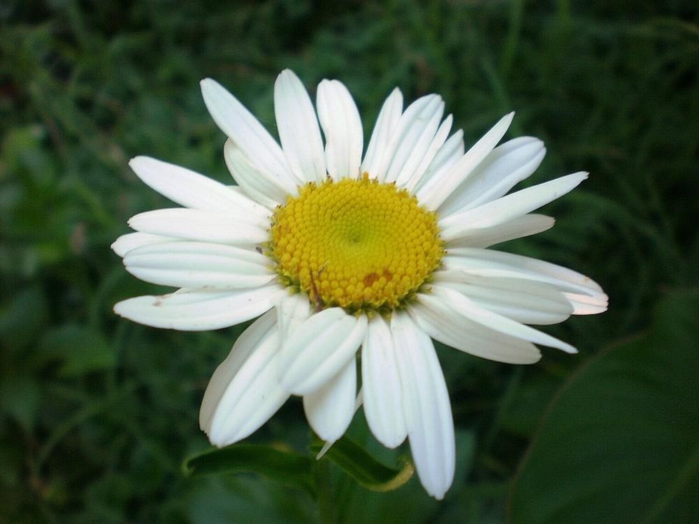 Photo of Shasta Daisy (Leucanthemum x superbum 'Becky') uploaded by SongofJoy