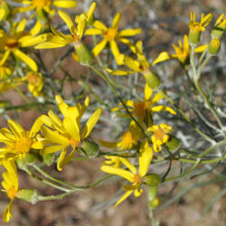 Location: Elephant Butte, NM
Date: 10/11/2013
lots of fine white hairs make the stems and leaves appear sage gr
