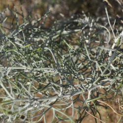 Location: Elephant Butte, NM
Date: 10/11/2013
lots of fine white hairs make the stems and leaves appear sage gr