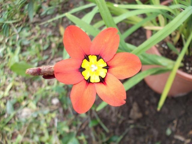Photo of Harlequin Flower (Sparaxis tricolor) uploaded by ceci