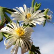 A small plug-sized Delosperma 'White Wonder' blooms in fall. 