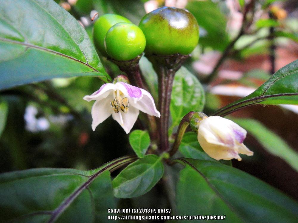 Photo of Ornamental Pepper (Capsicum annuum 'Black Pearl') uploaded by piksihk