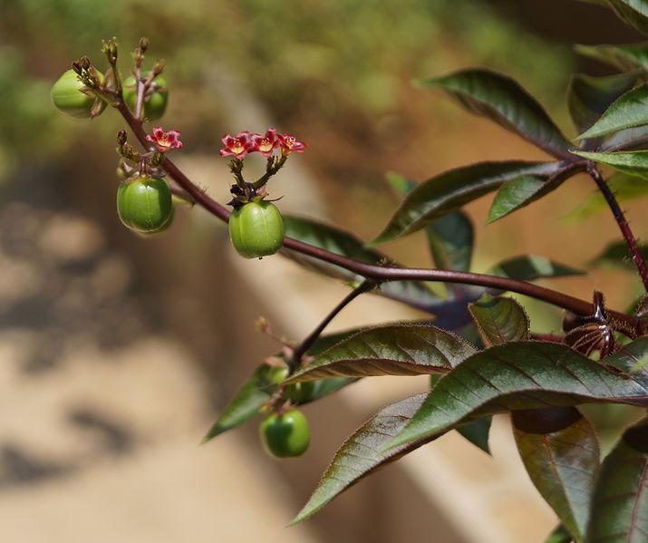 Photo of Bellyache Bush (Jatropha gossypiifolia) uploaded by robertduval14