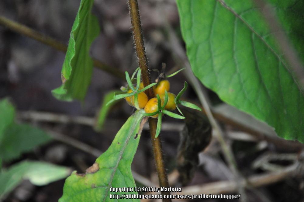 Photo of Orange-Fruited Horse Gentain (Triosteum aurantiacum) uploaded by treehugger