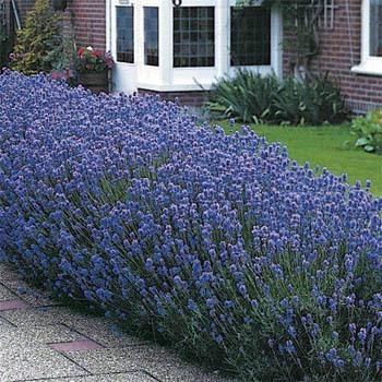 Photo of English Lavender (Lavandula angustifolia 'Munstead') uploaded by vic