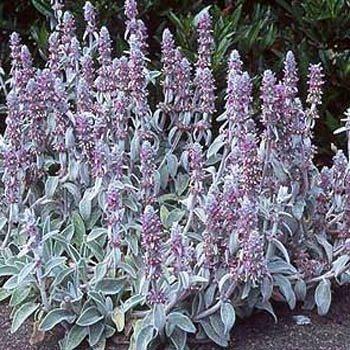 Photo of Lambs' Ears (Stachys byzantina) uploaded by vic