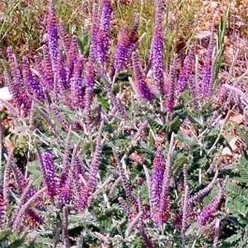 Photo of Leadplant (Amorpha canescens) uploaded by vic