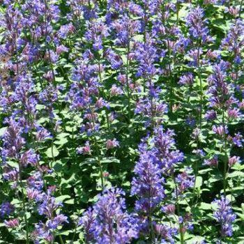 Photo of Catmints (Nepeta) uploaded by vic