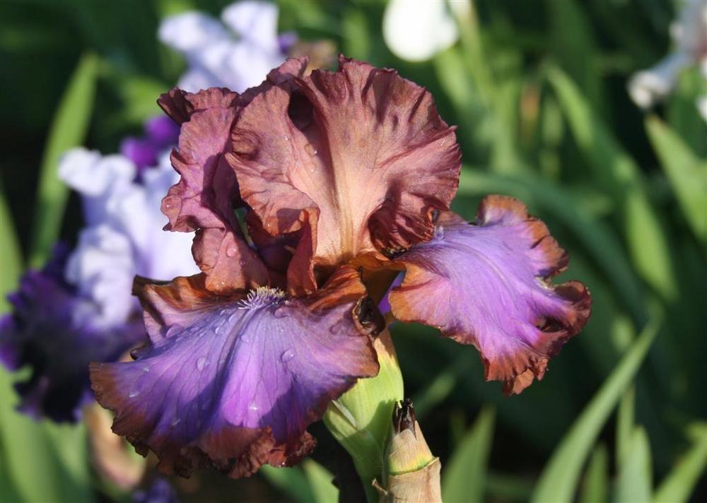 Photo of Tall Bearded Iris (Iris 'Strut Your Stuff') uploaded by KentPfeiffer