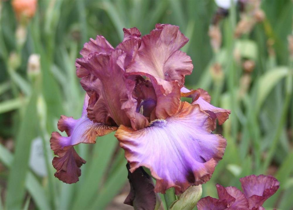 Photo of Tall Bearded Iris (Iris 'Strut Your Stuff') uploaded by KentPfeiffer