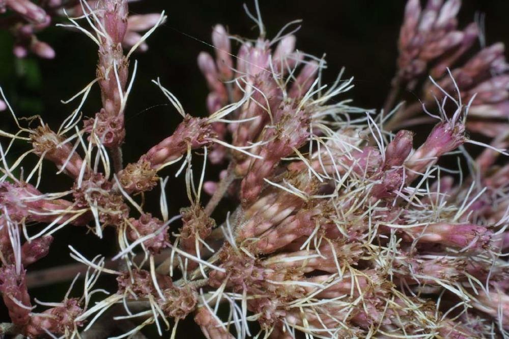 Photo of Hollow Joe-Pye Weed (Eutrochium fistulosum) uploaded by SongofJoy
