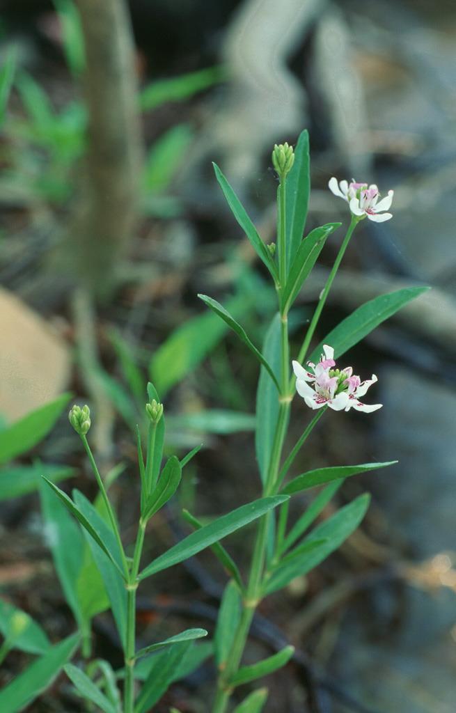 Photo of American Water-Willow (Justicia americana) uploaded by SongofJoy