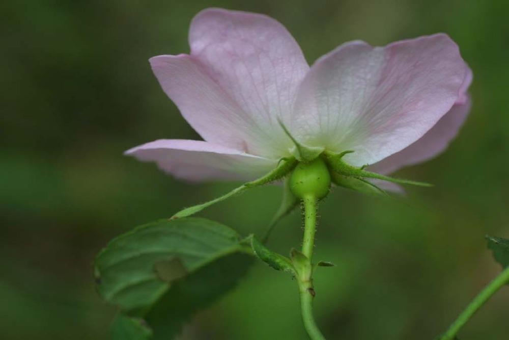 Photo of Pasture Rose (Rosa carolina) uploaded by SongofJoy