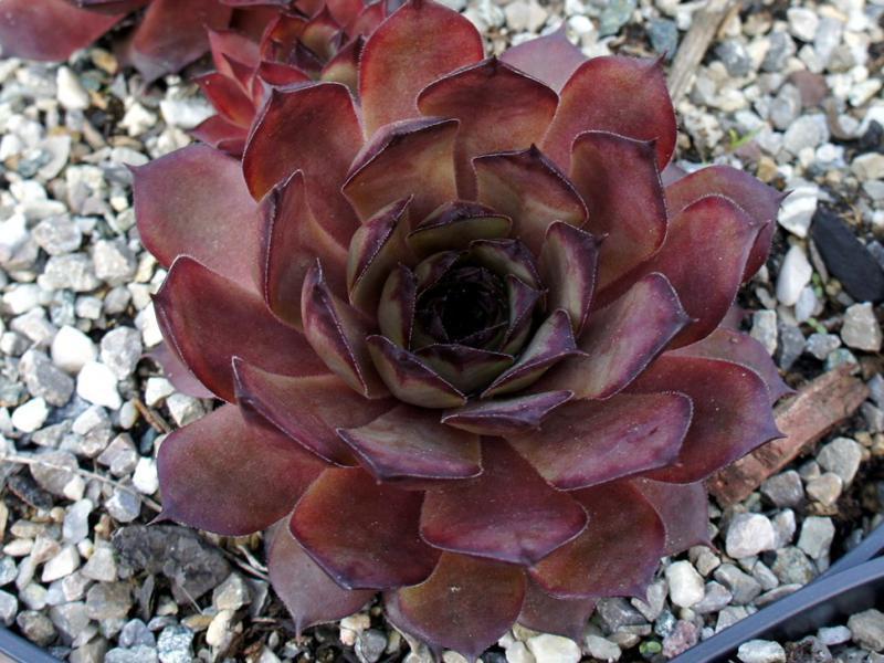 Photo of Hen and Chicks (Sempervivum 'Choctaw') uploaded by banker07
