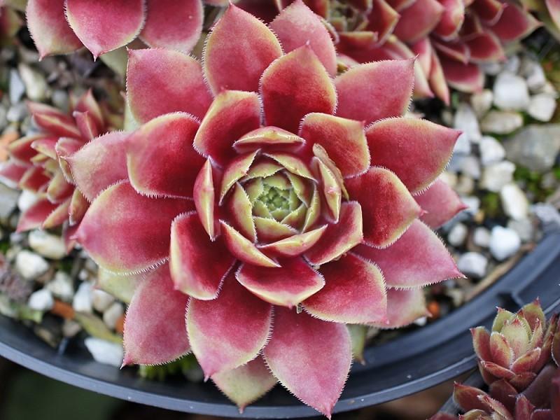 Photo of Hen and Chicks (Sempervivum 'China Doll') uploaded by banker07