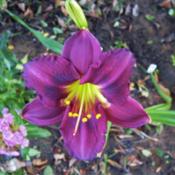Dark Mosaic, an early bloom with great color but little "broken e