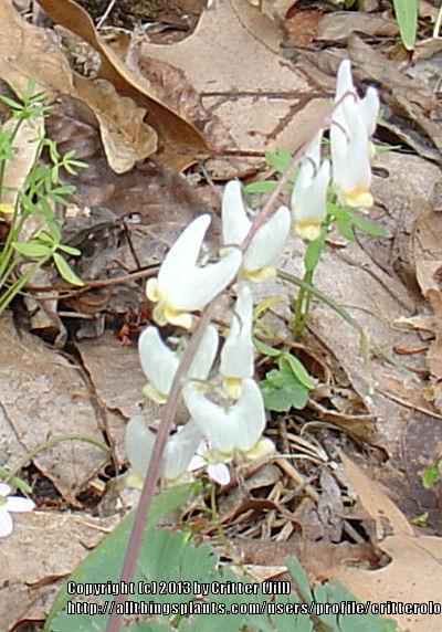 Photo of Dutchman's Breeches (Dicentra cucullaria) uploaded by critterologist