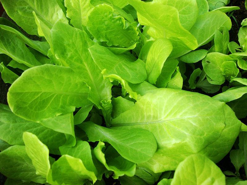 Photo of Lettuces (Lactuca sativa) uploaded by robertduval14