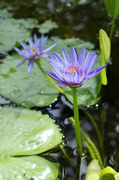 Photo of Blue Lotus of the Nile Lily (Nymphaea nouchali var. caerulea) uploaded by robertduval14