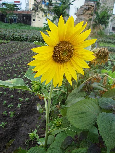 Photo of Sunflowers (Helianthus annuus) uploaded by robertduval14