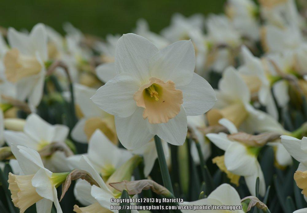 Photo of Large-cupped Daffodil (Narcissus 'Romance') uploaded by treehugger