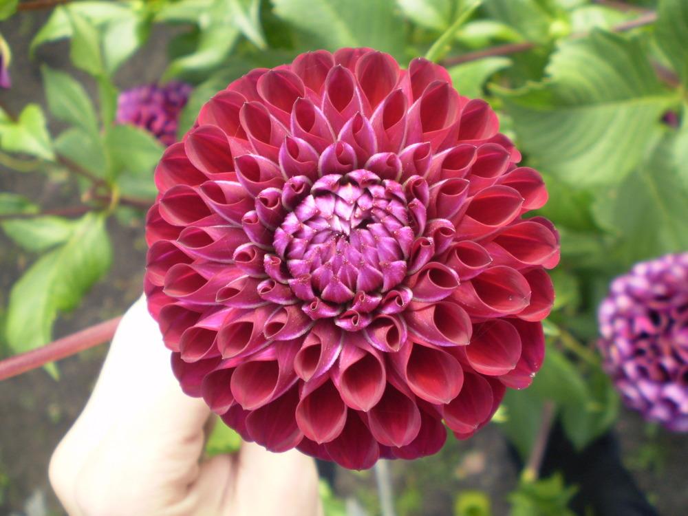 Photo of Dahlia 'Ivanetti' uploaded by Greyghost