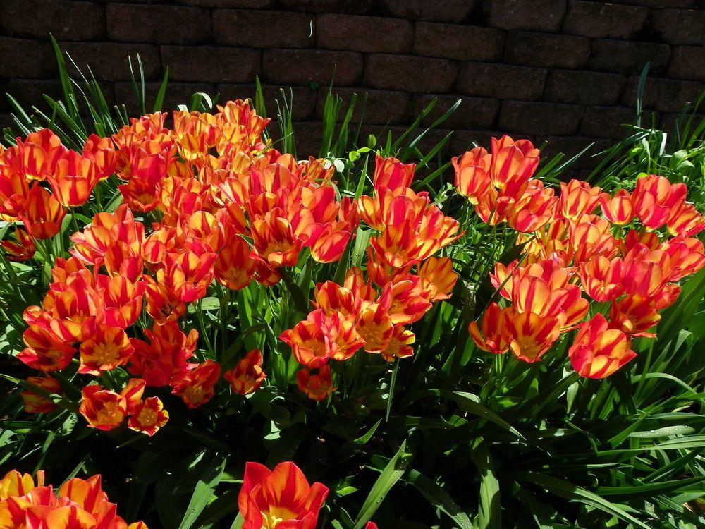Photo of Tulip (Tulipa 'Colour Spectacle') uploaded by Newyorkrita
