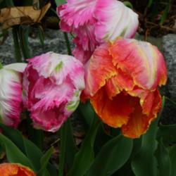 Location: Long Island, NY 
Date: 2013-05-10
Parrot tulips