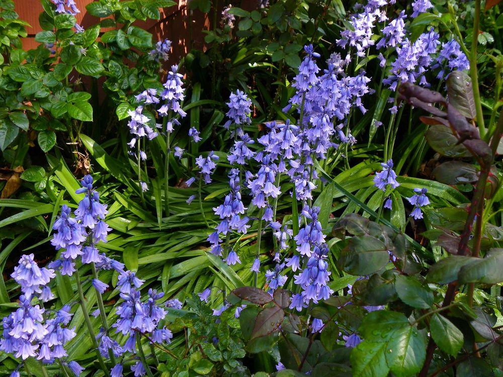 Photo of Spanish Bluebell (Hyacinthoides hispanica) uploaded by Newyorkrita