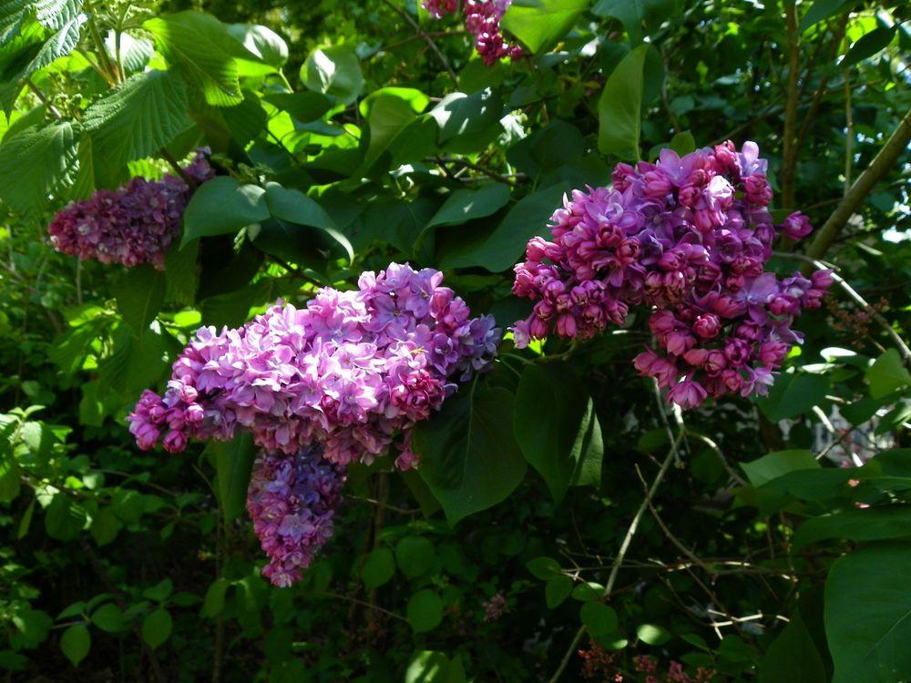 Photo of Common Lilac (Syringa vulgaris) uploaded by Newyorkrita