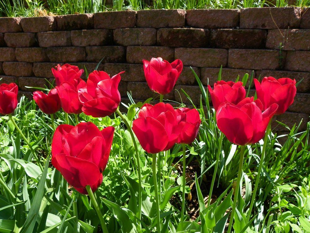 Photo of Triumph Tulip (Tulipa 'Bastogne') uploaded by Newyorkrita