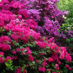 A Photo Tour of the Best Rhododendron Photos on ATP