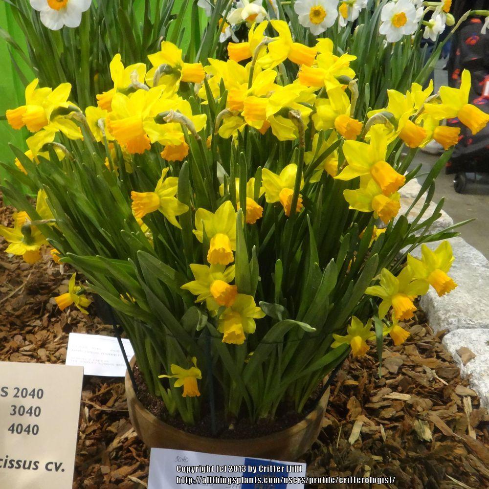 Photo of Cyclamineus Daffodil (Narcissus 'Jetfire') uploaded by critterologist