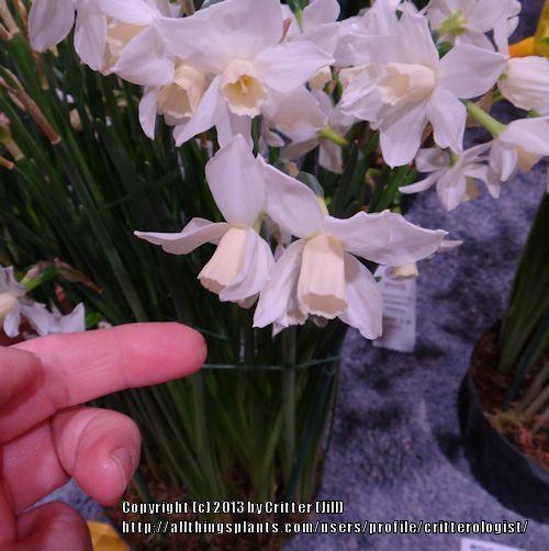 Photo of Miniature Daffodil (Narcissus 'Toto') uploaded by critterologist