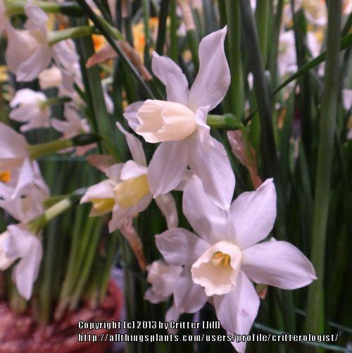 Photo of Miniature Daffodil (Narcissus 'Toto') uploaded by critterologist