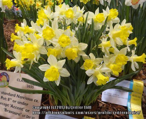 Photo of Trumpet Daffodil (Narcissus 'Topolino') uploaded by critterologist