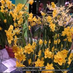 Location: 2013 Philadelphia Flower Show
Date: 2013-03-08
Charming en masse, they'd get "lost" if you planted just a few bu