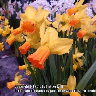 Photo of Cyclamineus Daffodil (Narcissus 'Jetfire') uploaded by critterologist