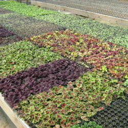 Location: Indiana zone 5
Date: 2013-10-14
trays of seedlings on a greenhouse
