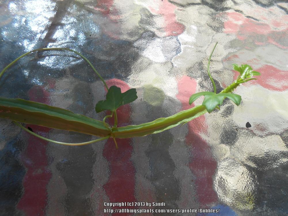 Photo of Veldt Grape (Cissus quadrangularis) uploaded by Bubbles