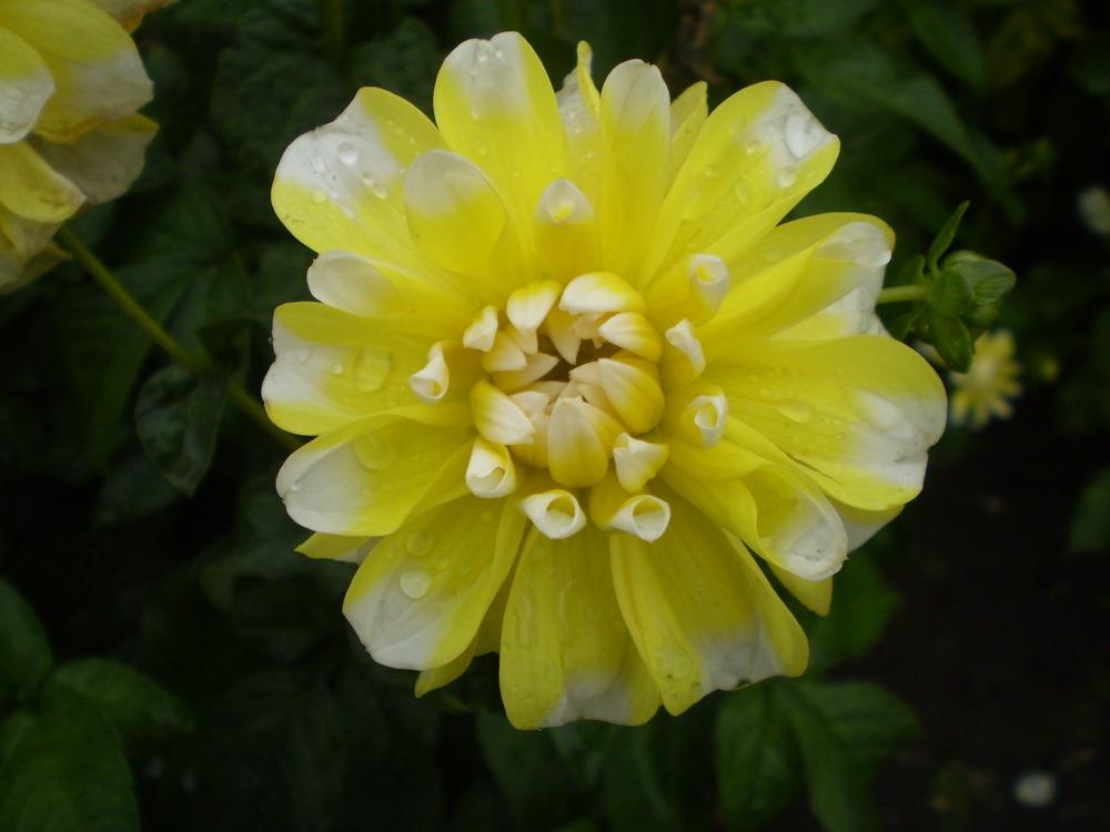 Photo of Dahlia 'Lemon Cane' uploaded by Greyghost