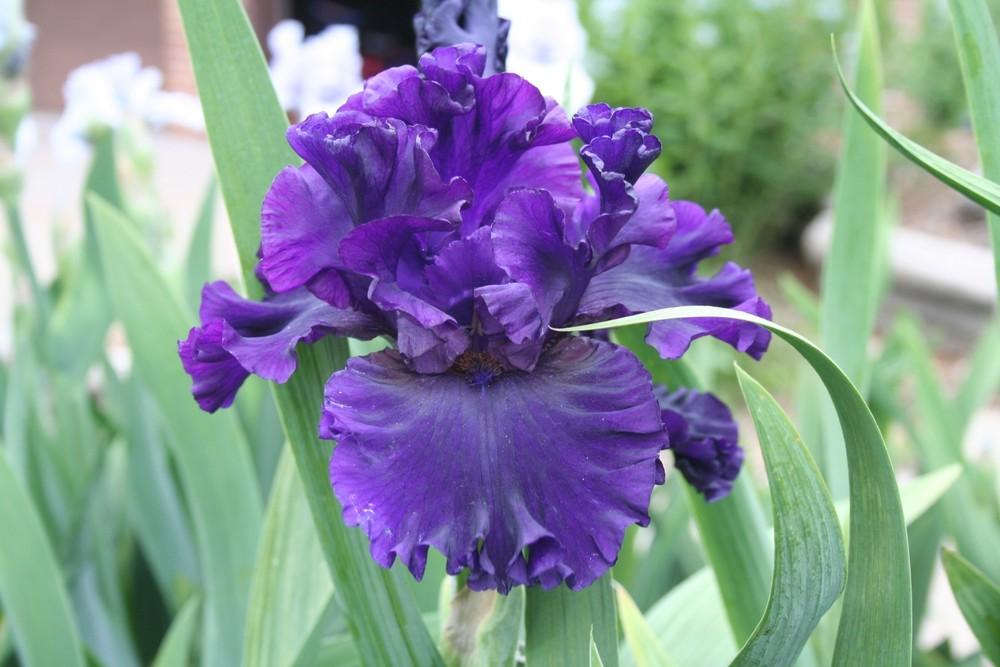 Photo of Tall Bearded Iris (Iris 'Noble Gesture') uploaded by KentPfeiffer