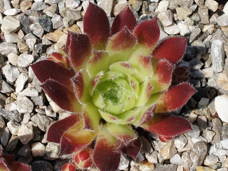 Photo of Hen and Chicks (Sempervivum 'Cold Fire') uploaded by banker07