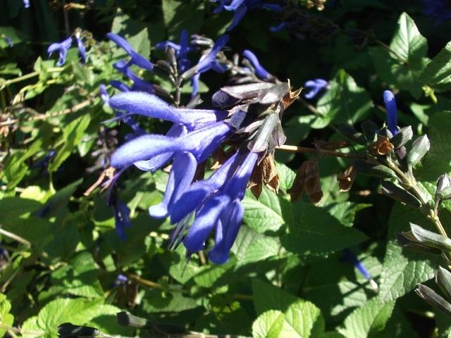 Photo of Blue Anise Sage (Salvia coerulea) uploaded by ceci