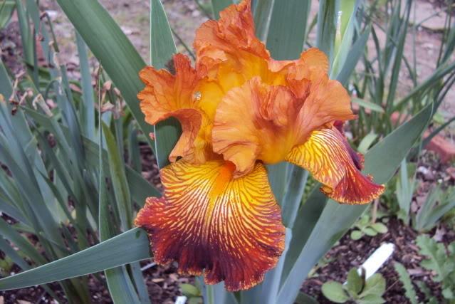 Photo of Tall Bearded Iris (Iris 'Mauna Loa Fire') uploaded by poisondartfrog