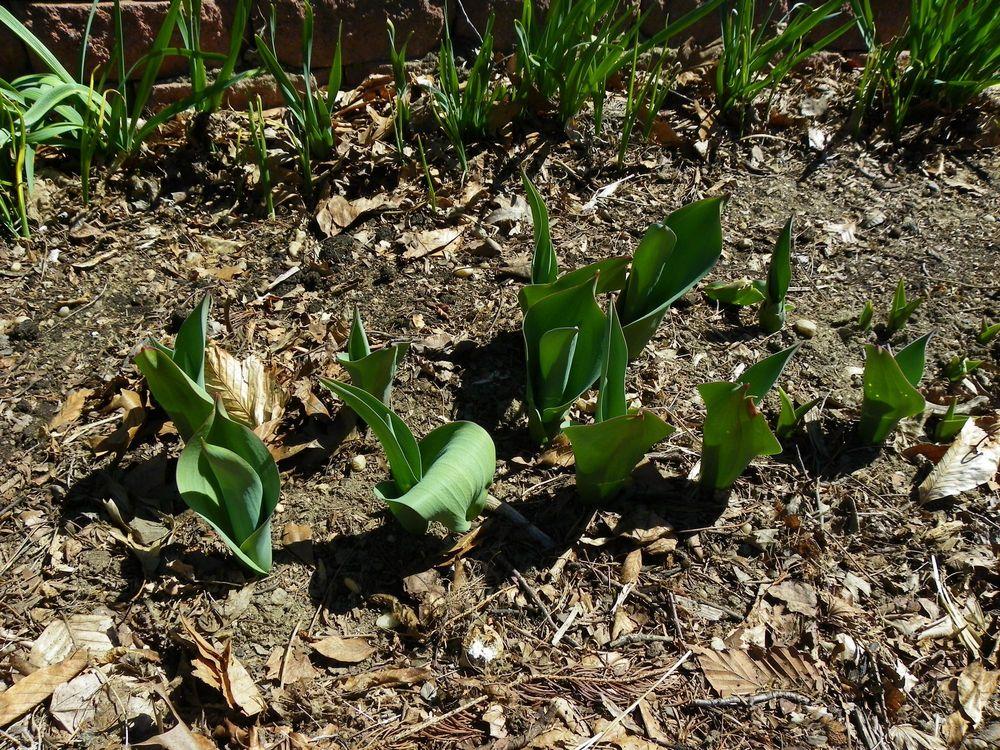 Photo of Darwin Hybrid Tulip (Tulipa 'Big Chief') uploaded by Newyorkrita
