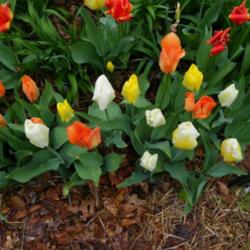 Location: Long Island, NY 
Date: 2013-04-30
Emperor Tulips on a rainey day